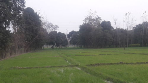 Panoramic shot of trees on field against sky