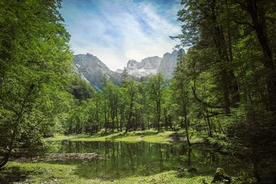 Scenic view of forest against sky