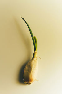 Close-up of fresh green plant against white background