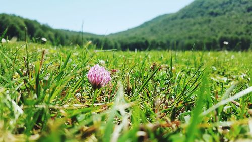 Close-up of flowers blooming in field