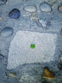 Close up of leaf