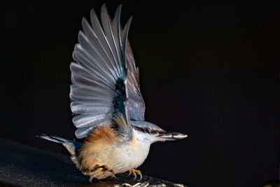 Close-up of a bird looking away