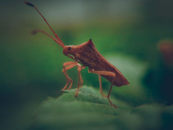 Close-up of insect on leaf