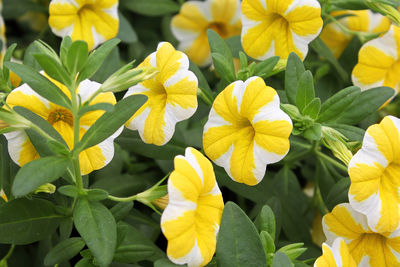 Close-up of yellow flowering plants