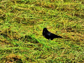 High angle view of black bird on grass