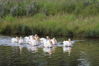 Swans swimming in lake