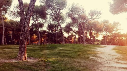 Trees growing on landscape