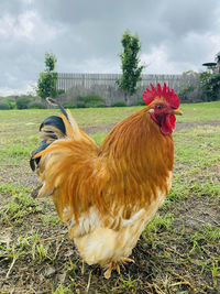 View of rooster on field