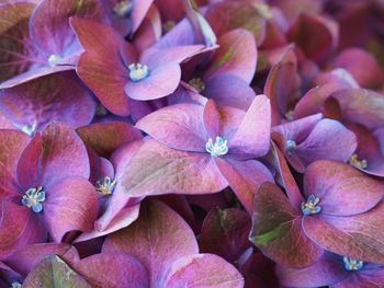 Close-up of pink hydrangea flowers