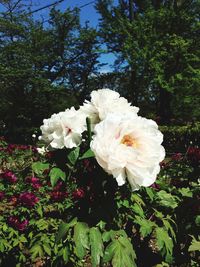 Close-up of white flowering plant