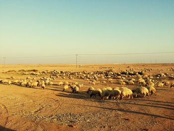 Scenic view of field against clear sky