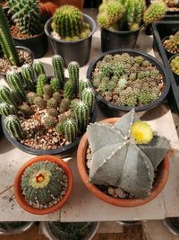 High angle view of potted plants on table