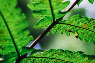 Close-up of wet leaves on plant