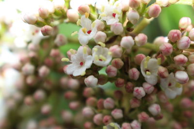 Close-up of flowers growing on tree