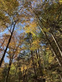 Low angle view of trees in forest during autumn