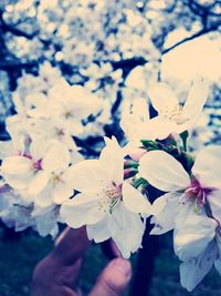 Close-up of white flower blooming