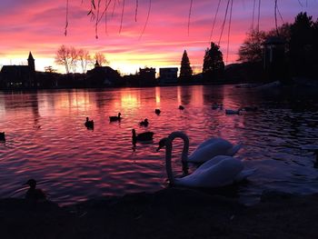 Silhouette swans swimming in lake during sunset