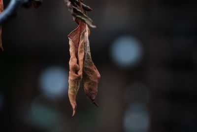 Close-up of dry leaves