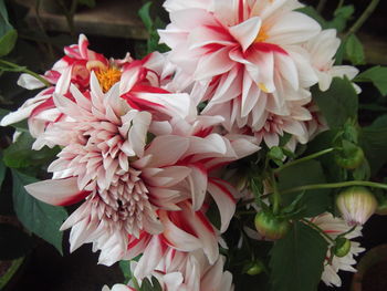 Close-up of pink dahlia blooming outdoors