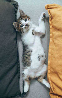 High angle view of cat lying on bed