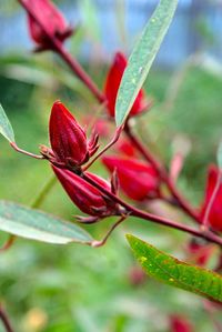 Close-up of red flower