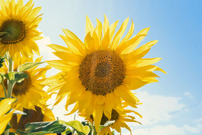 Close-up of sunflower