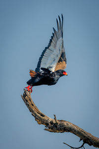 Low angle view of bird flying against clear sky