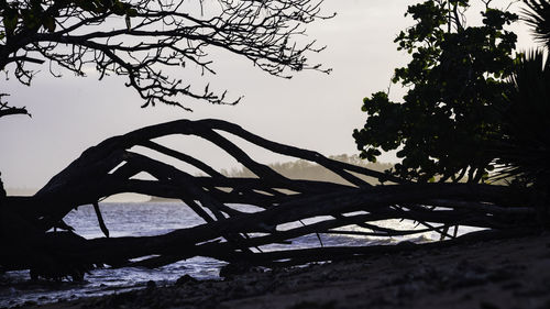 Silhouette trees on beach against sky