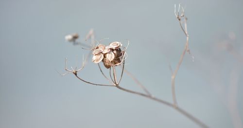 Close-up of plant