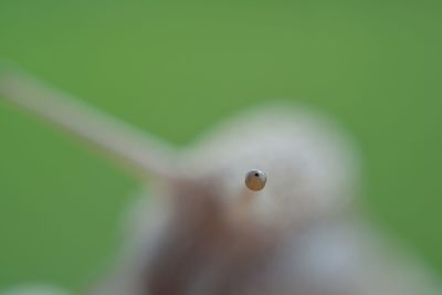 Close-up of drop on leaf