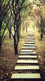 Trees on landscape during autumn