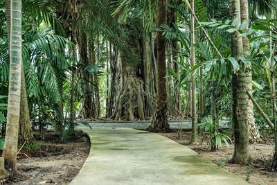 Walkway amidst palm trees in forest