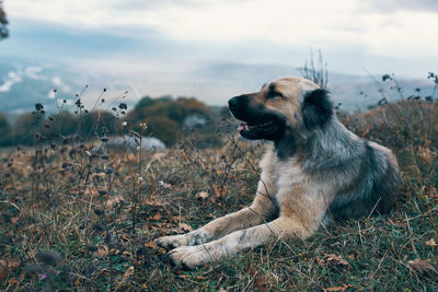 Dog looking away on field