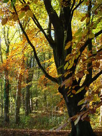 Trees growing in park