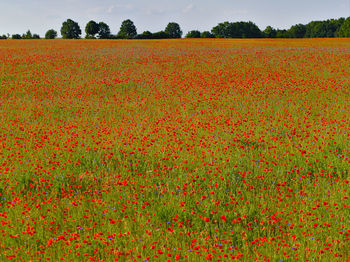 Scenic view of field against orange sky