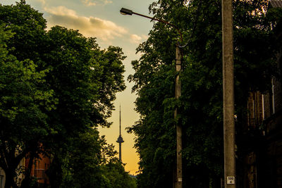 Low angle view of trees against sky