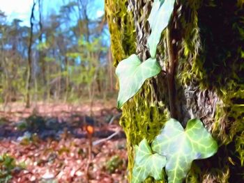 Close-up of plants against trees