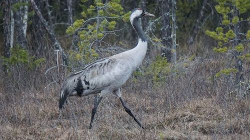 Side view of a bird on field