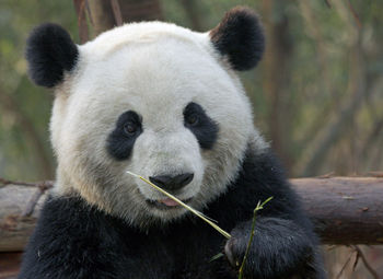 Portrait of panda holding grass