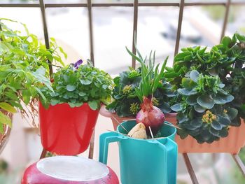 Close-up of potted plant on table