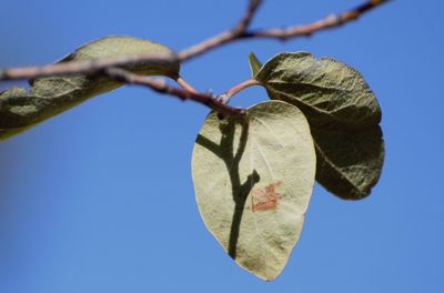 Low angle view of plant against clear blue sky