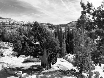 Trees growing on rock against sky