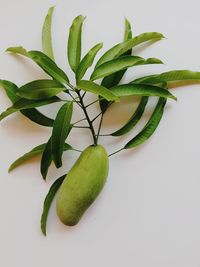 Directly above shot of green plant against white background