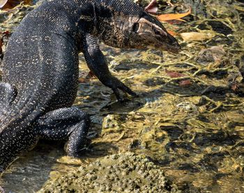 High angle view of a turtle in water