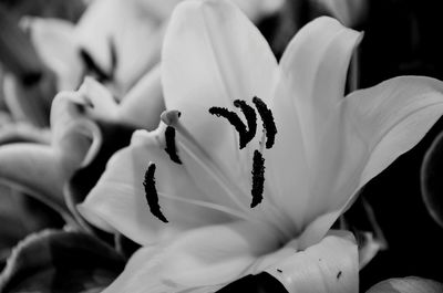 Close-up of fresh flowers blooming outdoors