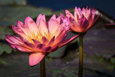 Close-up of pink water lily in pond