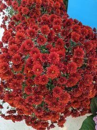 High angle view of red flowering plant