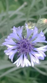 Close-up of purple flowers