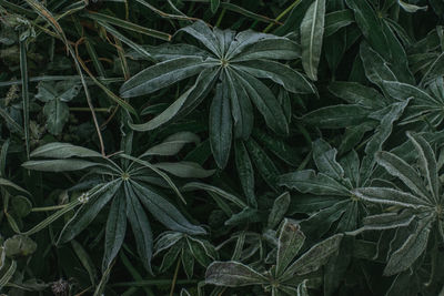 High angle view of plants