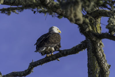 Low angle view of eagle perching on tree against blue sky